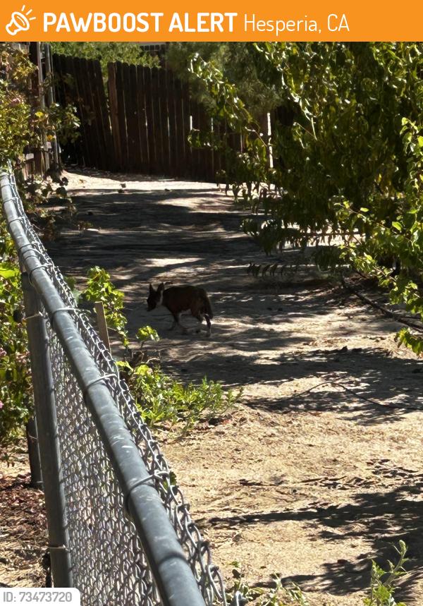 Found/Stray Unknown Dog last seen G Ave & Buckthorne Hesperia, Hesperia, CA 92345