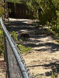 Found/Stray Unknown Dog last seen G Ave & Buckthorne Hesperia, Hesperia, CA 92345