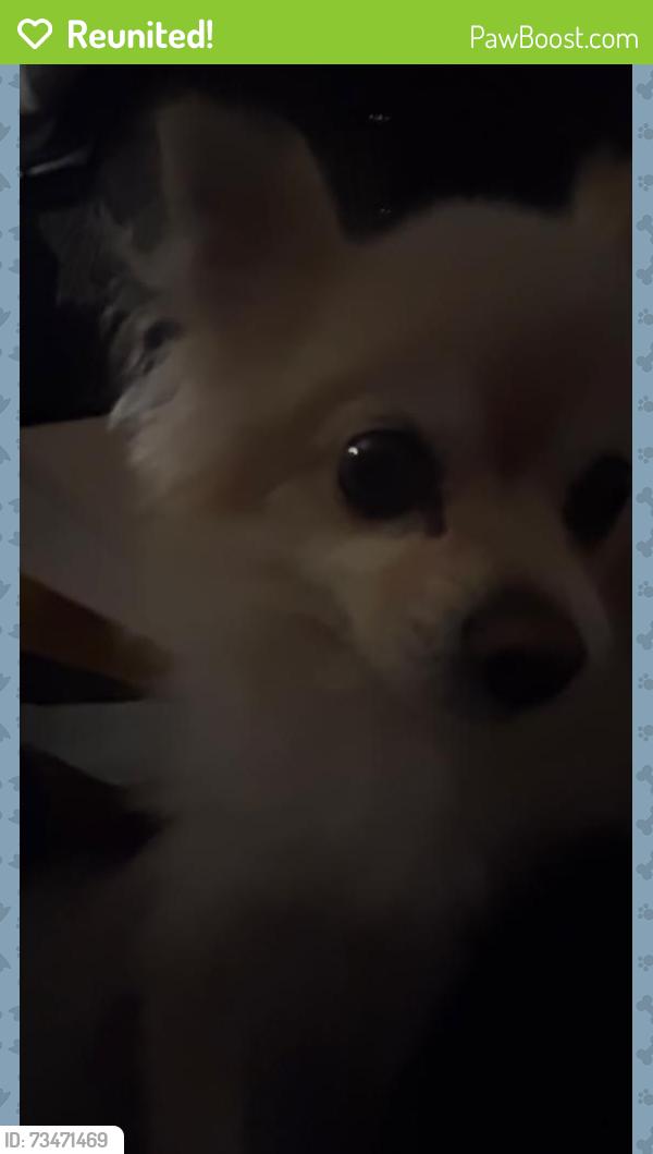 Reunited Female Dog last seen 47th st and Camden Ave, 2301 47th st Pennsauken nj 08110, Pennsauken, NJ 08110