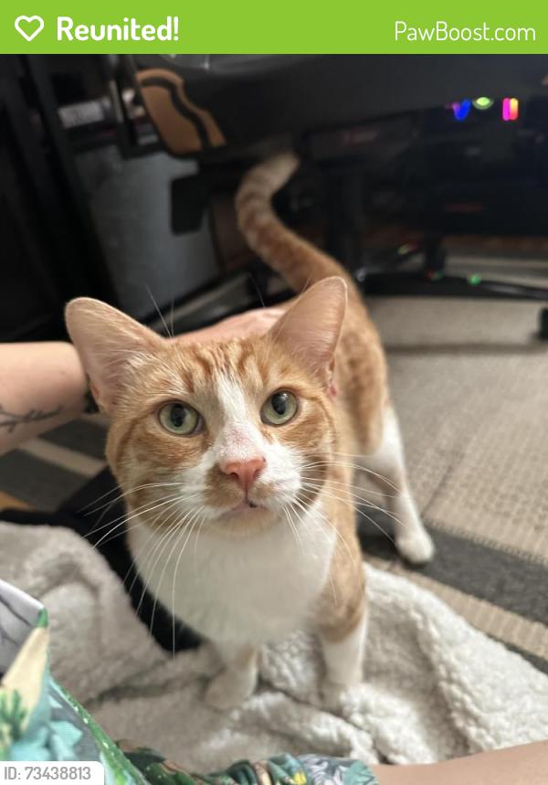 Reunited Male Cat last seen Costello and Kittridge, Los Angeles, CA 91405