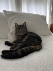 Lost Female Cat last seen 📍 Near Main Street South & Russian Village Road, Southbury, CT, Southbury, CT 06488