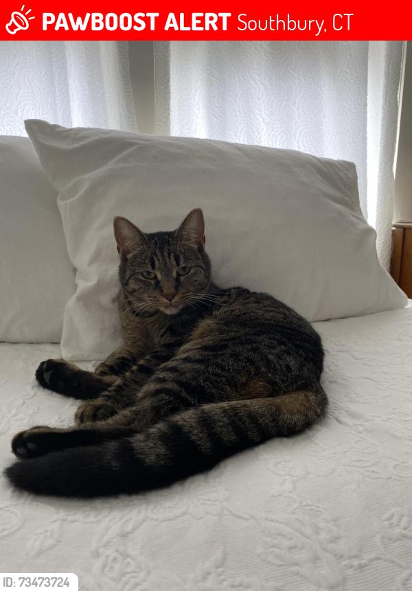 Lost Female Cat last seen 📍 Near Main Street South & Russian Village Road, Southbury, CT, Southbury, CT 06488