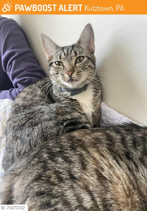 Found/Stray Female Cat last seen In the parking lot of the St. Christopher Catholic Newman Center by Kutztown Rd, Kutztown, PA 19530