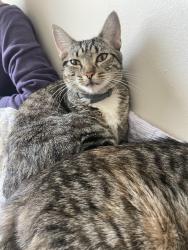 Found/Stray Female Cat last seen In the parking lot of the St. Christopher Catholic Newman Center by Kutztown Rd, Kutztown, PA 19530