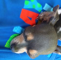 Reunited Female Dog last seen Sterlingshire, Houston, TX 77016
