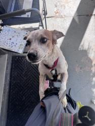 Found/Stray Female Dog last seen Windsor Park Neighborhood, Indianapolis, IN 46201