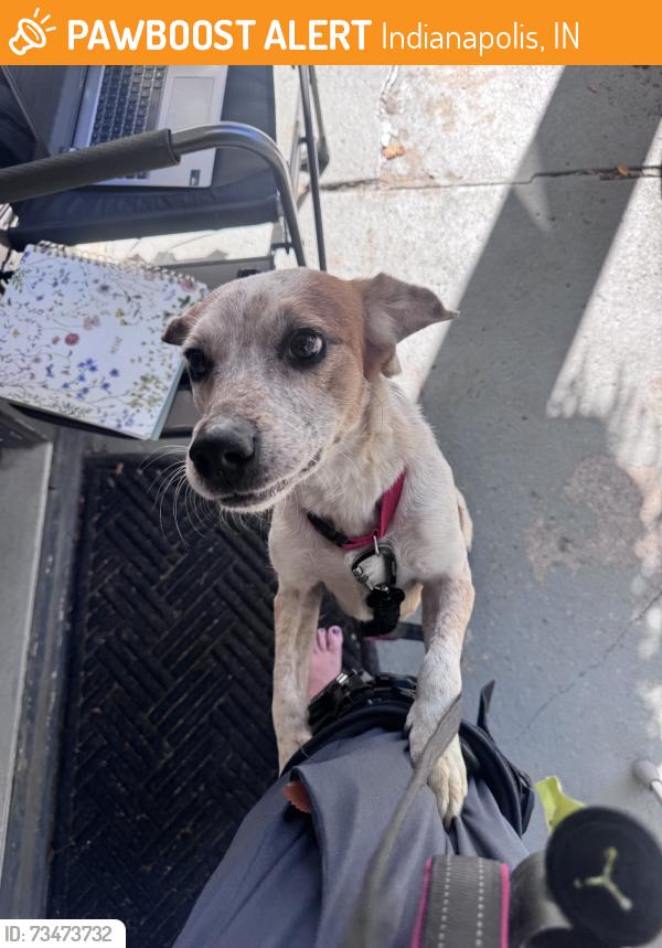Found/Stray Female Dog last seen Windsor Park Neighborhood, Indianapolis, IN 46201