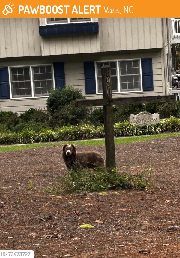 Found/Stray Unknown Dog last seen Loblolly on North Side, Woodlake, Vass, NC 28394