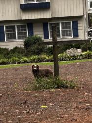 Found/Stray Unknown Dog last seen Loblolly on North Side, Woodlake, Vass, NC 28394