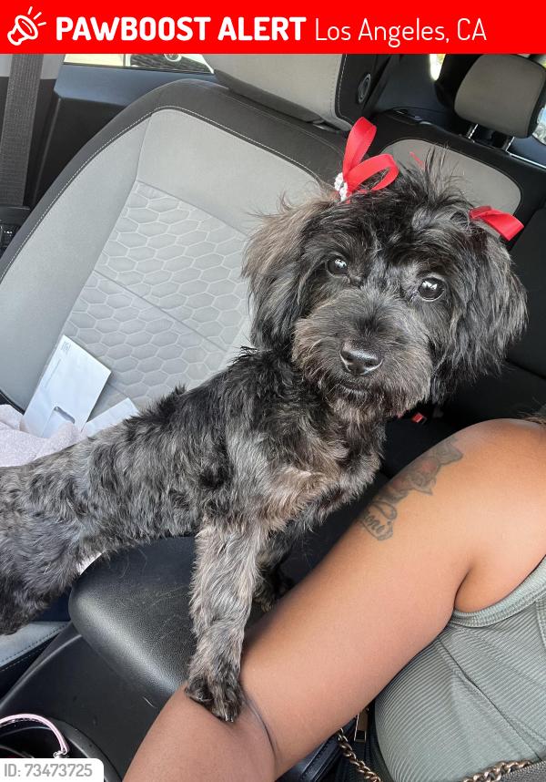 Lost Female Dog last seen Halldale and Denker, Los Angeles, CA 90047