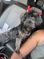 Lost Female Dog last seen Halldale and Denker, Los Angeles, CA 90047