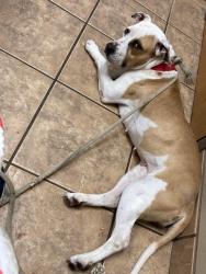 Reunited Female Dog last seen Eskimo Hut, Victoria, TX 77901
