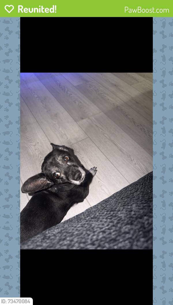 Reunited Male Dog last seen Rainbow & Oakley, Las Vegas, NV 89146