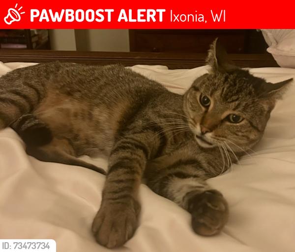 Lost Male Cat last seen Highway F and North Side Drive IXONIA, WI, Ixonia, WI 53036