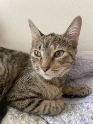 Found/Stray Female Cat last seen In the parking lot of the St. Christopher Catholic Newman Center by Kutztown Rd, Kutztown, PA 19530