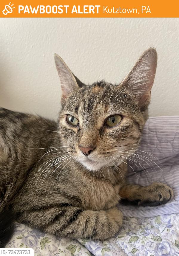 Found/Stray Female Cat last seen In the parking lot of the St. Christopher Catholic Newman Center by Kutztown Rd, Kutztown, PA 19530
