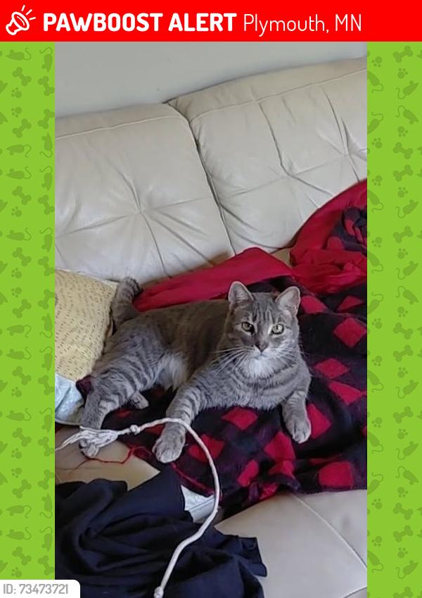 Lost Male Cat last seen County rd 6 and Dunkirk ln n, Plymouth, MN 55447