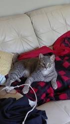 Lost Male Cat last seen County rd 6 and Dunkirk ln n, Plymouth, MN 55447