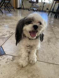 Reunited Male Dog last seen Butterfield parkway, Maricopa, AZ 85138
