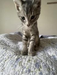 Found/Stray Female Cat last seen In the parking lot of the St. Christopher Catholic Newman Center by Kutztown Rd, Kutztown, PA 19530