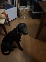 Lost Female Dog last seen Bowen, Lynnwood, Vanessa circle, Arlington, TX 76013