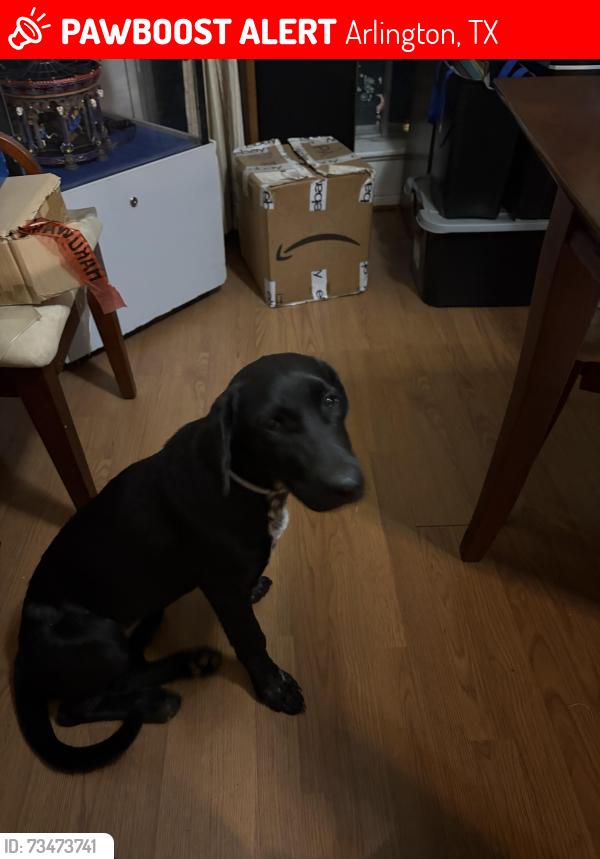 Lost Female Dog last seen Bowen, Lynnwood, Vanessa circle, Arlington, TX 76013