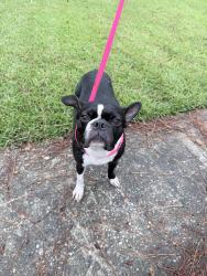 Found/Stray Unknown Dog last seen Jerry jones, Valdosta, GA 31602