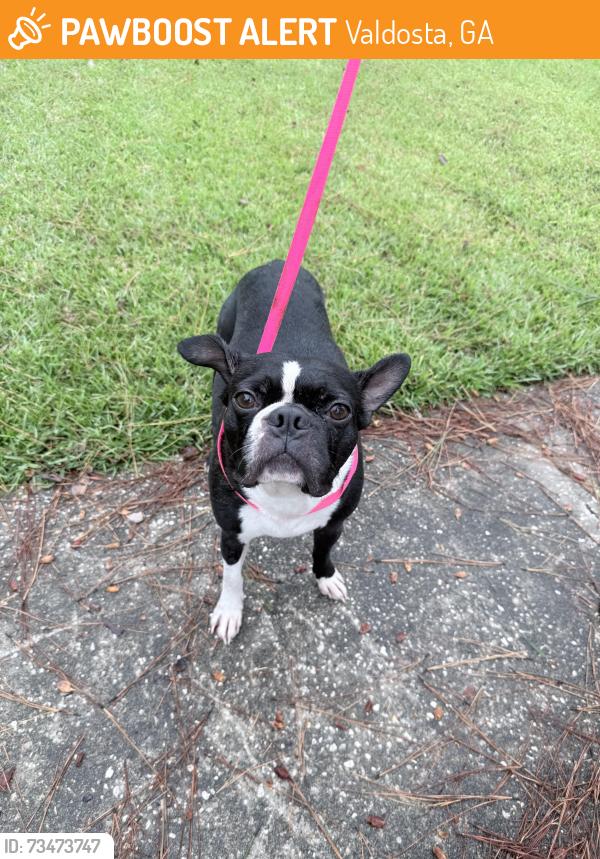 Found/Stray Unknown Dog last seen Jerry jones, Valdosta, GA 31602