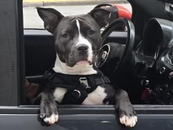 Lost Female Dog last seen Folsom and 16th Street, now seen on 16th Street in Oakland, San Francisco, CA 94110