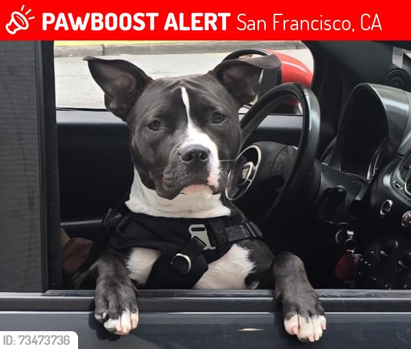 Lost Female Dog last seen Folsom and 16th Street, now seen on 16th Street in Oakland, San Francisco, CA 94110