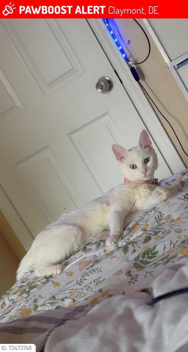 Lost Female Cat last seen Between the 3rd ave & 4th, Claymont, DE 19703