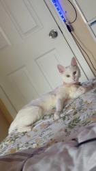 Lost Female Cat last seen Between the 3rd ave & 4th, Claymont, DE 19703