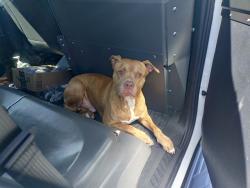 Shelter Stray Male Dog last seen Near BLOCK N ATLANTIC BLVD, FORT LAUDERDALE FL 33308, 2400 SW 42nd St, Fort Lauderdale, FL 33312, USA