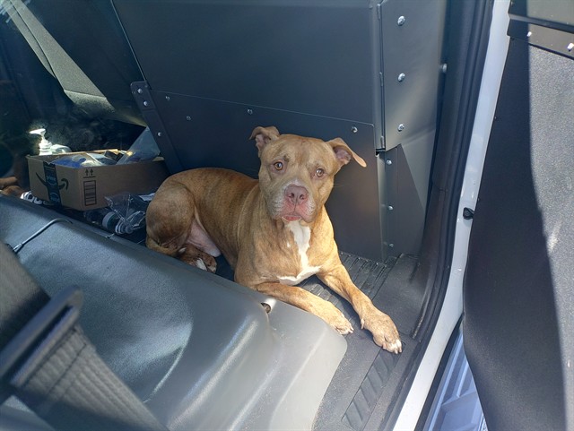 Shelter Stray Male Dog last seen Near BLOCK N ATLANTIC BLVD, FORT LAUDERDALE FL 33308, 2400 SW 42nd St, Fort Lauderdale, FL 33312, USA