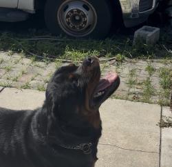Found/Stray Male Dog last seen Nw 74th street and 10th ave, Gladeview, FL 33150