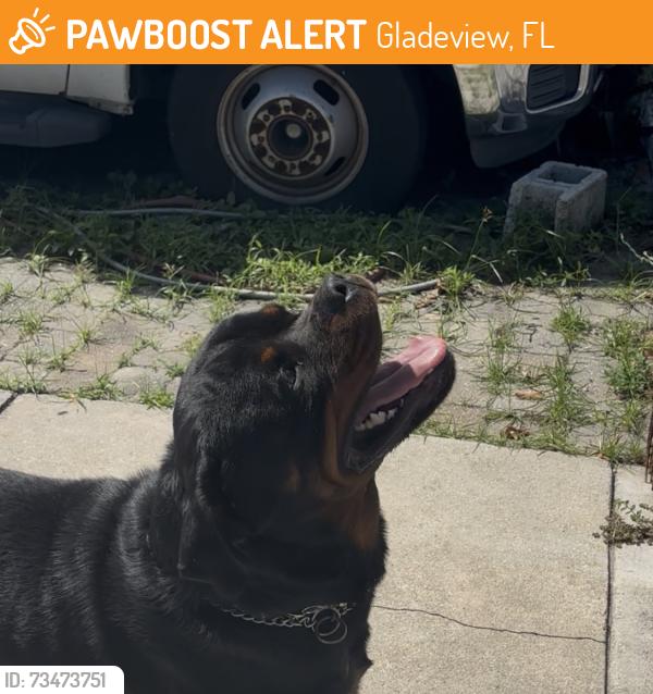 Found/Stray Male Dog last seen Nw 74th street and 10th ave, Gladeview, FL 33150