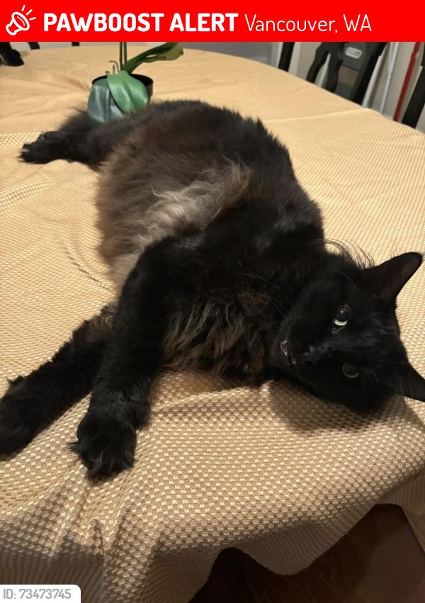Lost Male Cat last seen W. McLoughlin Blvd & W. 10th St, Downtown Vancouver, Vancouver, WA 98660
