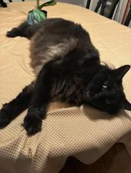 Lost Male Cat last seen W. McLoughlin Blvd & W. 10th St, Downtown Vancouver, Vancouver, WA 98660