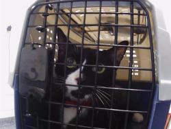 Shelter Stray Female Cat last seen CHARLOTTE, 8315 Byrum Dr, Charlotte, NC 28217, USA