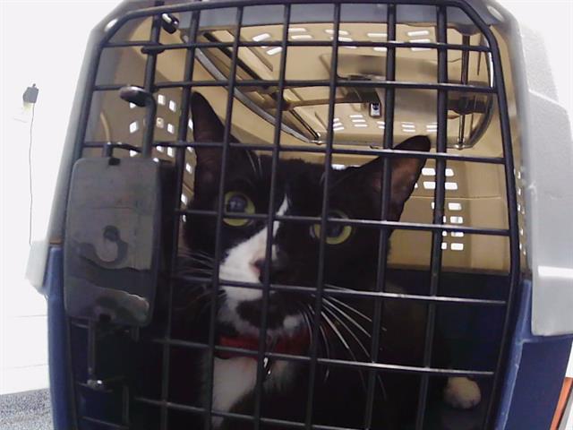 Shelter Stray Female Cat last seen CHARLOTTE, 8315 Byrum Dr, Charlotte, NC 28217, USA