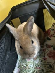 Shelter Stray Male Other last seen , 3201 Lacy St, Los Angeles, CA 90031, USA