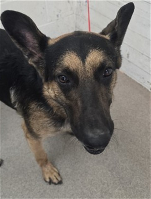 Shelter Stray Male Dog last seen MAPLE AND MERIDIAN AVE, 333 Chandler Pl, San Bernardino, CA 92408, USA