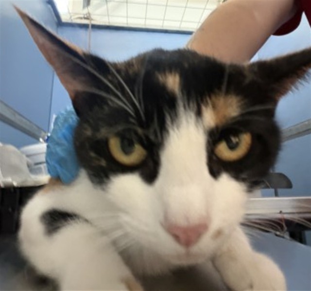 Shelter Stray Female Cat last seen Near BLOCK HALLMARK PKWY, 333 Chandler Pl, San Bernardino, CA 92408, USA