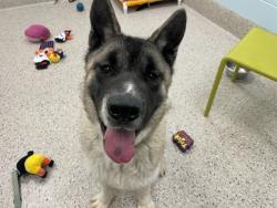 Shelter Stray Male Dog last seen ROTELLA PARK, 12155 Park Blvd, Brighton, CO 80601, USA