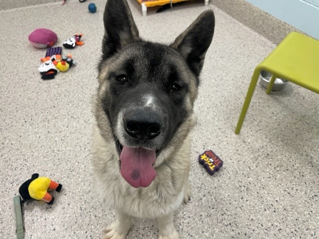 Shelter Stray Male Dog last seen ROTELLA PARK, 12155 Park Blvd, Brighton, CO 80601, USA