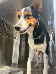 Shelter Stray Male Dog last seen HAZEN RD AND MILLER RD, 2500 S 27th Ave, Phoenix, AZ 85009, USA