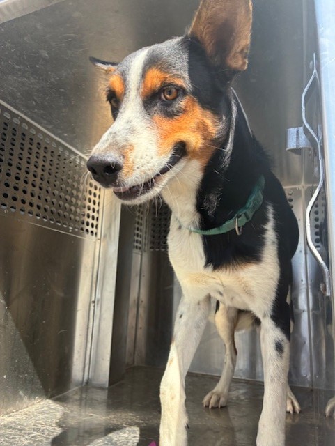 Shelter Stray Male Dog last seen HAZEN RD AND MILLER RD, 2500 S 27th Ave, Phoenix, AZ 85009, USA