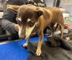 Shelter Stray Female Dog last seen 87TH AVE AND BUTLER AVE, 2500 S 27th Ave, Phoenix, AZ 85009, USA