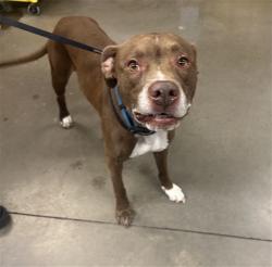 Shelter Stray Male Dog last seen N 95TH AVE AND W OLIVE AVE, 2500 S 27th Ave, Phoenix, AZ 85009, USA
