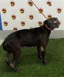Shelter Stray Female Dog last seen CECILIA DR AND GRAND BLVD, 19640 Dogpatch Ln, Land O' Lakes, FL 34638, USA